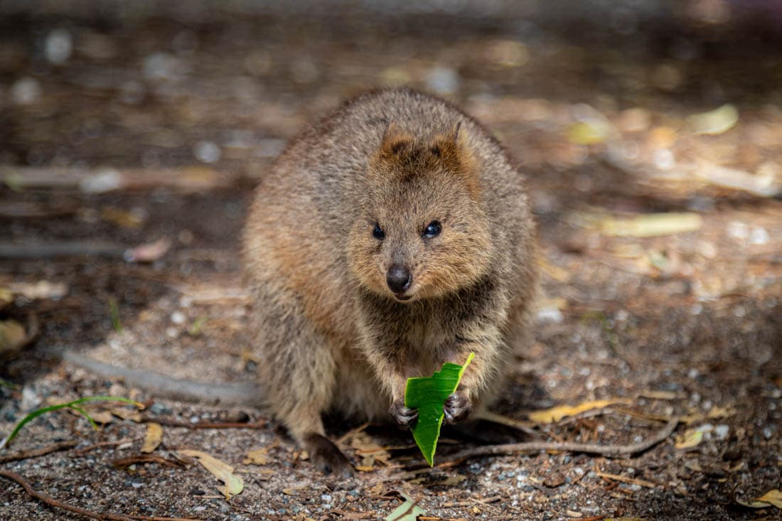 Quokkas et plages cristallines de Rottnest Island, Perth, Australie