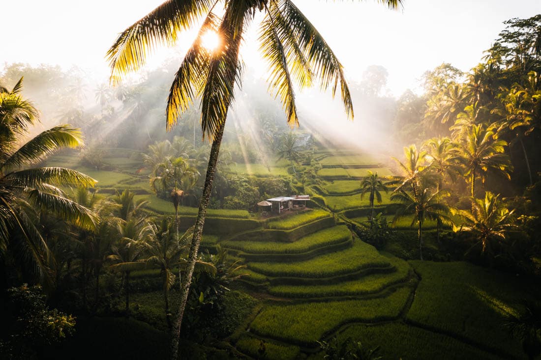 Rizières en terrasses de Tegallalang, Ubud, Bali
