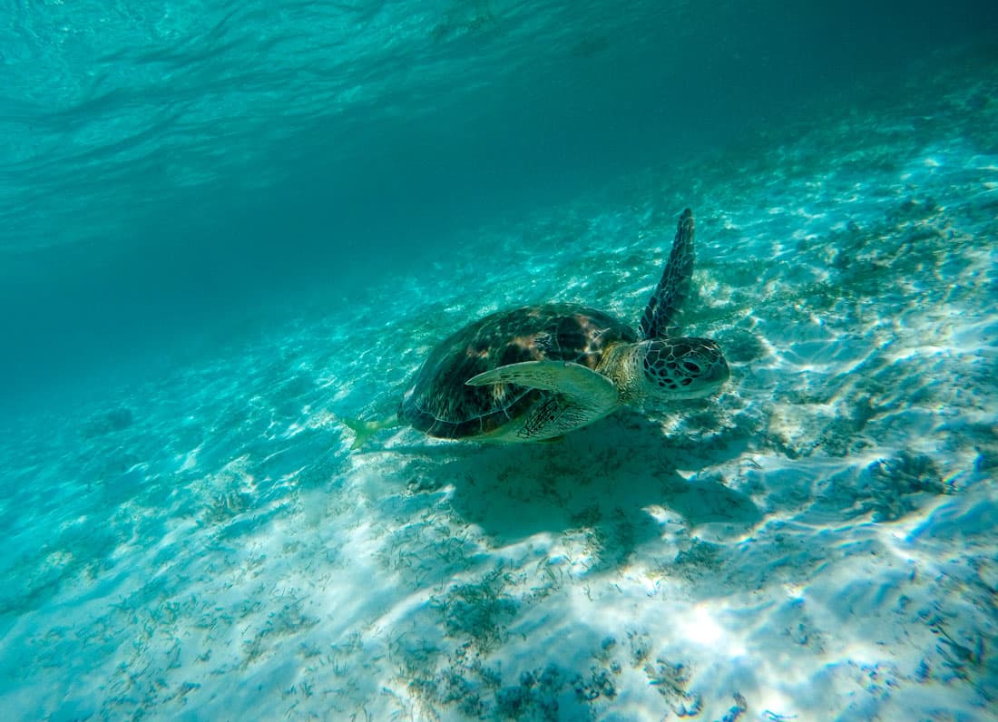 Snorkeling dans le lagon de Nouvelle-Calédonie