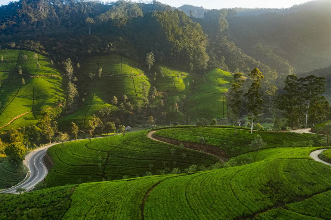 Les plantations de thé de Nuwara Eliya dans les Highlands, Sri Lanka